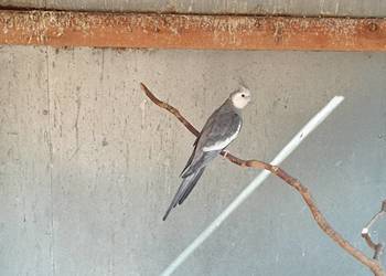 Papuga nimfa białogłowa samiec