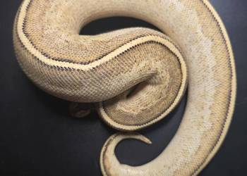 Wąż pyton królewski, python regius samica