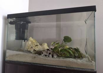 Akwarium 60l z pyszczakami