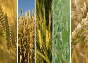 Żyto jare zyto jare