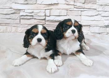 odchowane zdrowe szczenięta Cavalier king charles spaniel tricolor blenheim