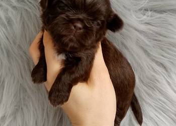 Piękny czekoladowy piesek rasy Shih-Tzu