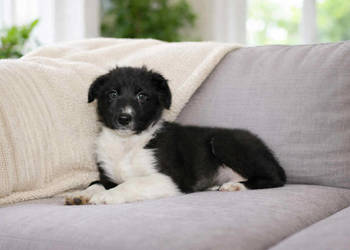 Border collie czarno-biały