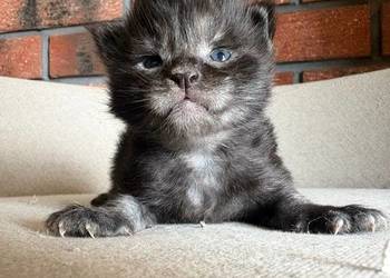 Maine Coon - Orion