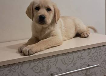 Szczeniaki rasy labrador retriever