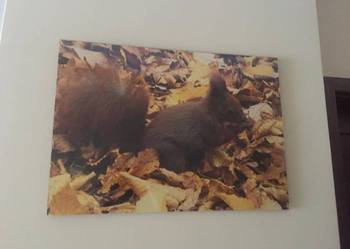 fotografia w oprawie, 35 zł
