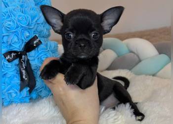 Piesek czarny krótkowłosy chihuahua badania DNA rodowód