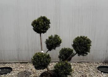 Cis Taxus "Farmen" Bonsai 60-80cm