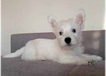 West Highland White Terrier | ZKwP FCI DNA CMO-0, westie 2025