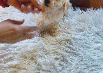 Pudel toy - piesek morelowy