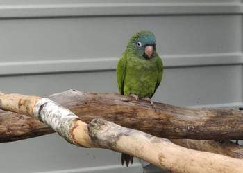 Konura niebieskoczelna