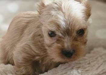 York - maleńki chłopiec - Golddust