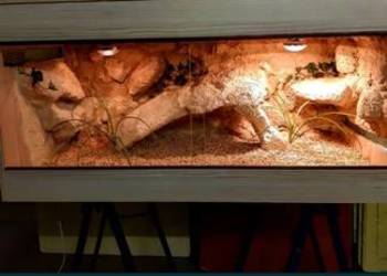 Okazja terrarium dla agamy gekona żółwia węża kameleona legwana boa pająka