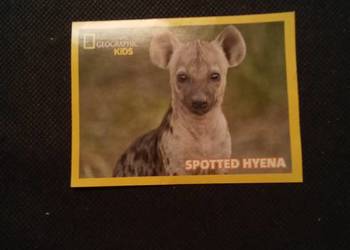 Naklejka hiena national geographic kids