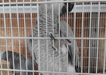 Samica i samiec Żako