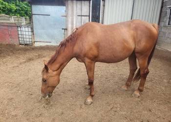 Klacz Rodzinna Bomboodporna