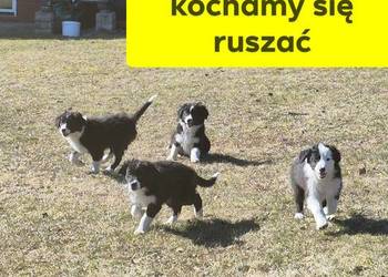 Border Collie Border Family