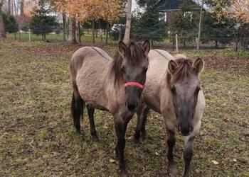 Dwie klacze cena za dwie