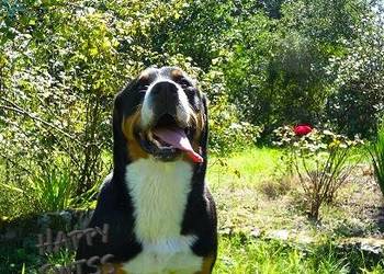 Duży Szwajcarski Pies Pasterski szczeniak szczeniaki szczenięta hodowla