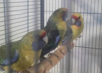 Rozelle kaledońskie