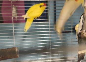 Modrolotka , papuga kozia