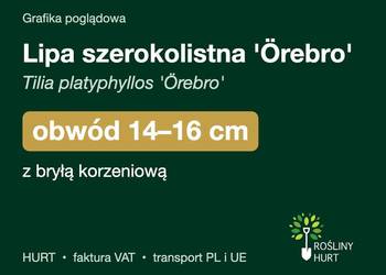 Lipa szerokolistna 'Örebro' obwód 14-16 cm, z bryłą – HURT