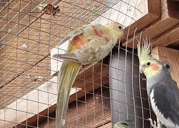 papuga swiergotka z tego roku