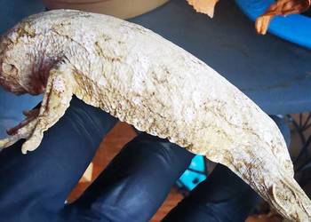Gekon Olbrzymi Rhacodactylus Lechianus
