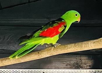 Krasnopiórka czerwonoskrzydłe