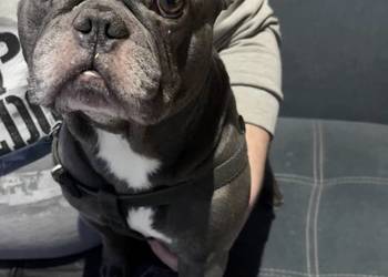 Buldog Francuski Reproduktor