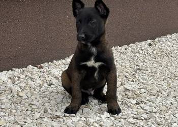 Owczarki belgijskie malarstwo