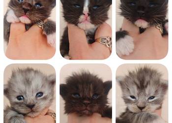 Cudowne kocięta Maine Coon miot "R"