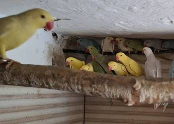 Aleksandretta obrożna 2025, 24