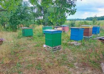 Ule wielkopolskie 12-ramkowe z pszczołami, rodzinami