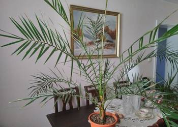 Kilkuletnia, duża palma - Phoenix canariensis.