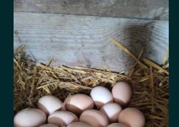 Jajka wiejskie 8zł-10sztuk