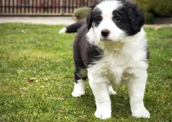 Piesek Border Collie