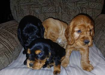 Śliczne Szczenięta Cocker Spaniel Angielski