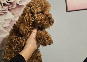 Pudel toy mini-reproduktor