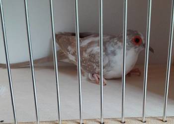 Gołąbki diamentowe szeki