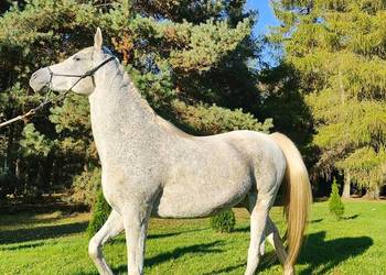 Klacz arabska siwa