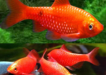 Brzanka różowa NEONOWA - Pethia conchonius - Barbus - KURIER Brzanka różowa NEONOWA - Pethia conchonius - Barbus - KURIER