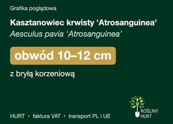 Kasztanowiec krwisty 'Atrosanguinea' obwód 10-12 cm, z bryłą – HURT