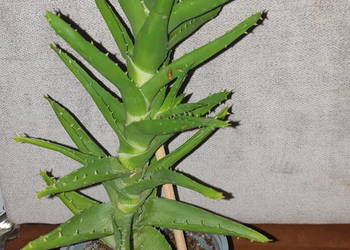 Aloes, zielony, roślina rosnąca, wysokość 33cm,