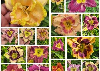 Liliowce miks kolorów 5 sztuk