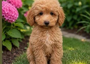 Piesek maltipoo