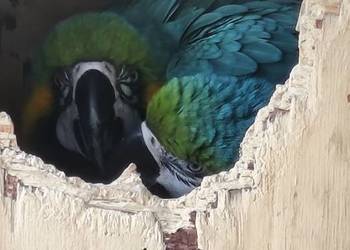 Ary ararauny para legowa