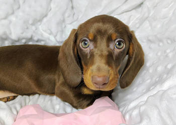 SUCZKA Jamnik krótkowłosy Czekoladowa podpalana BETELGEZA Kraków