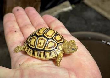Żółwie lamparcie