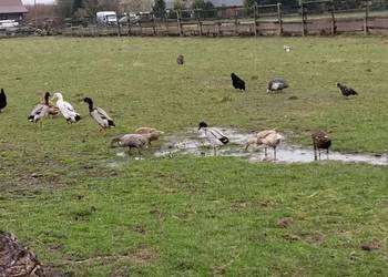 Biegusy indyjskie niespokrewnione 2025r.